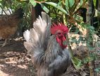 Bantam Chickens