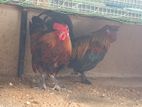 Bantam Chickens