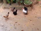 Bantam Chickens