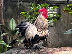 Bantam Chickens