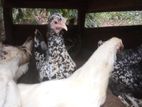 bantam chickens