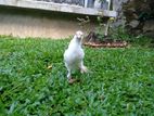 Bantam Chicks