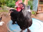 Bantam chicks