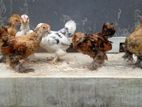 Bantam Chicks