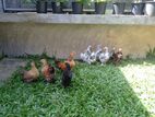 Bantam Chicks