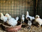 Bantam Chicks