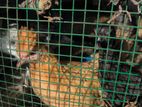 Bantam chicks