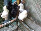 Bantam Chicks