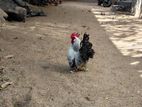 Bantam Chicks