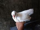 Bantam chiks
