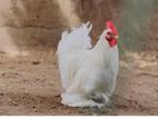 Bantam Cochin Rooster