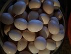 Bantam Eggs