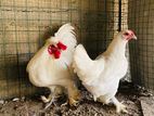 Bantam / Fancy Chiken