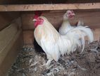 Bantam Chiken