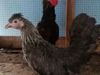 Bantam Chickens