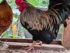 Bantam for Sale