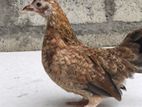 Bantam Chick