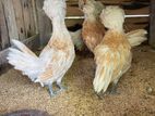 Bantam Chicken