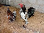 bantam