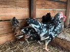 Bantam