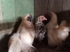 Bantam Hens