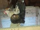 Bantam Chicken