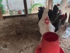 Bantam Chickens