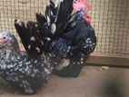 Bantam