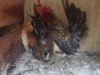 Bantam