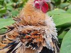 Bantam
