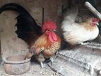 Bantam Chickens