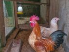 Bantam Chickens