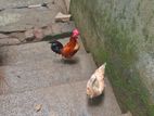 Bantam Chickens