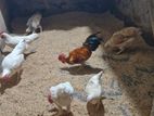 bantam