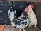 Bantam Chicken