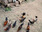 Bantam Chicken