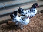 Bantam Chicken