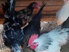 Bantam chicken