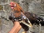 Bantam Chicken
