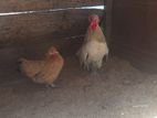 Bantam Hens
