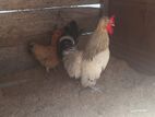 Bantam Hens