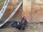 Bantam Chicken