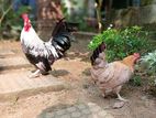 Bantam කුකුල් පැටවුන්