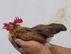 Bantam ogy