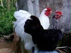 Bantam පැටවුන්