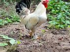 Bantam Rooster