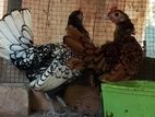 Bantam Sebright Chicken