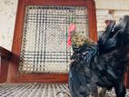 Bantam Seval
