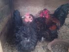 bantam Silkie