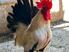 Bantam Chickens